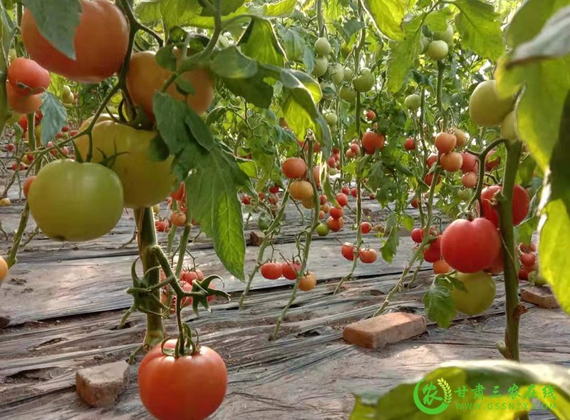 酒泉市农技中心深入一线指导服务保障蔬菜稳定供应
