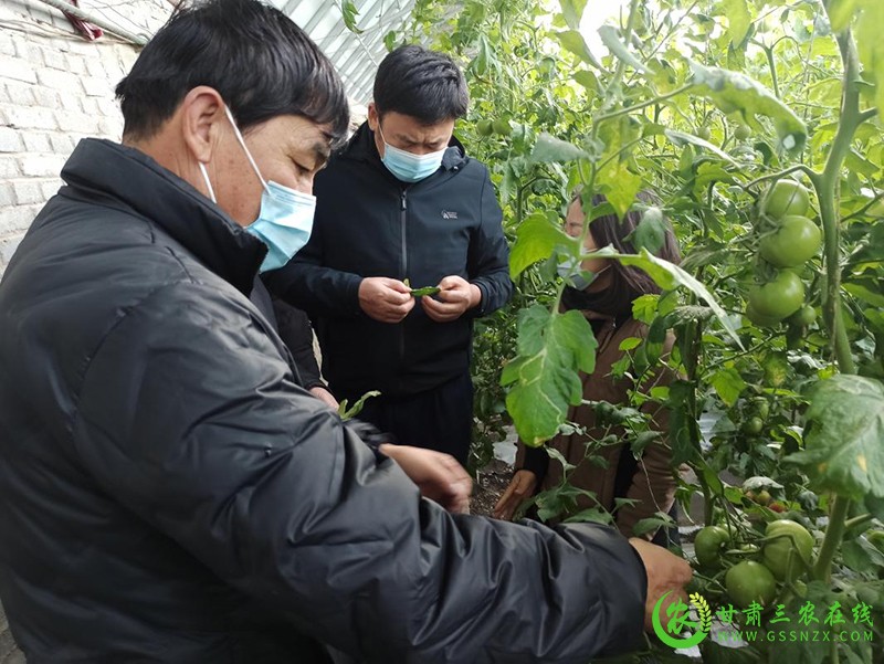 酒泉市农技中心深入一线指导服务保障蔬菜稳定供应