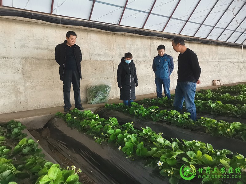 敦煌市农技中心人员深入田间指导菜农防寒过冬