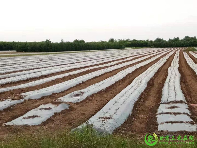 正宁县遍地金中药材合作社建成丹参育苗移栽基地
