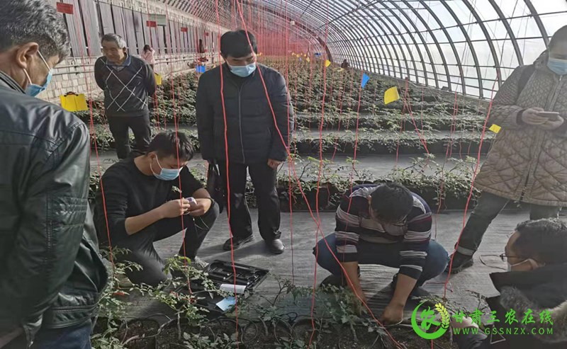 酒泉市农技​中心强化学习找差距 比学赶超争一流