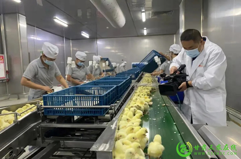 镇原县倾力打造百亿级肉鸡产业链条 助推农业转型升级