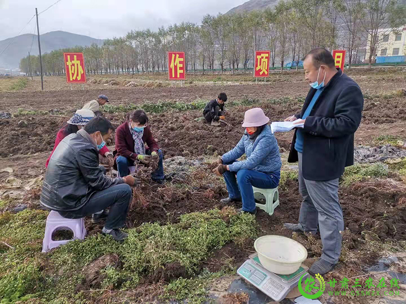 岷县农技中心疫情防控秋收测产双向发力