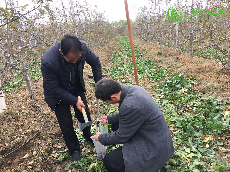 镇原县加强组织管理抓好化肥减量增效项目实施