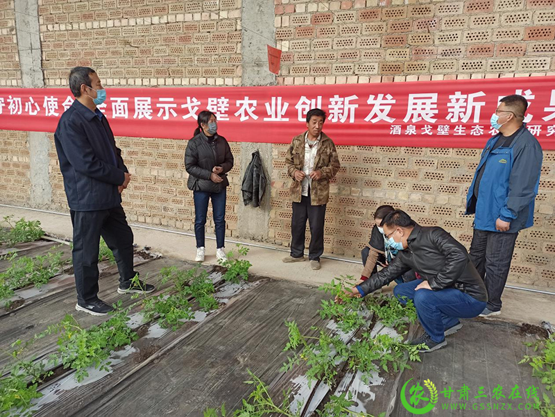 酒泉市农技中心深入一线指导服务保障蔬菜稳定供应