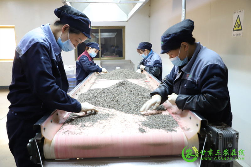 陇西县采取各项保障措施确保中药材标准化种植基地建设任务全面完成