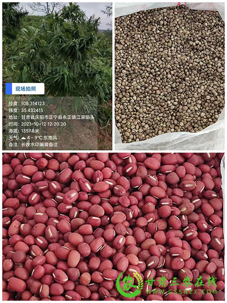 正宁县农技中心完成四个品种种质资源阶段性普查任务