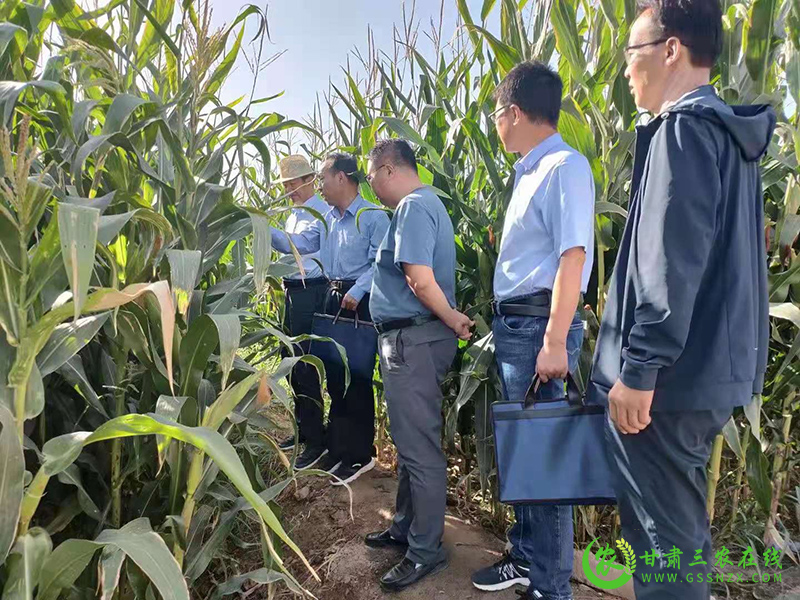 酒泉市三大“农技行动”工作成效显著