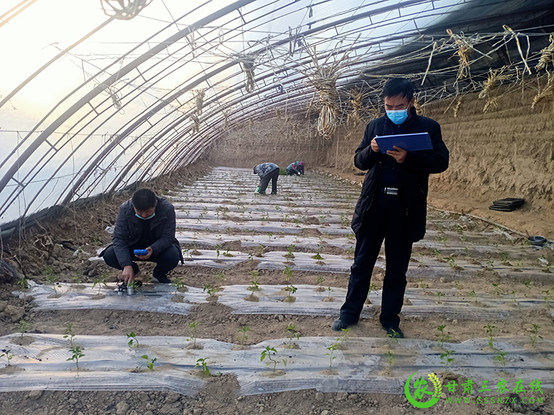 敦煌市农技中心开展温室蔬菜全生物降解地膜应用效果对比试验