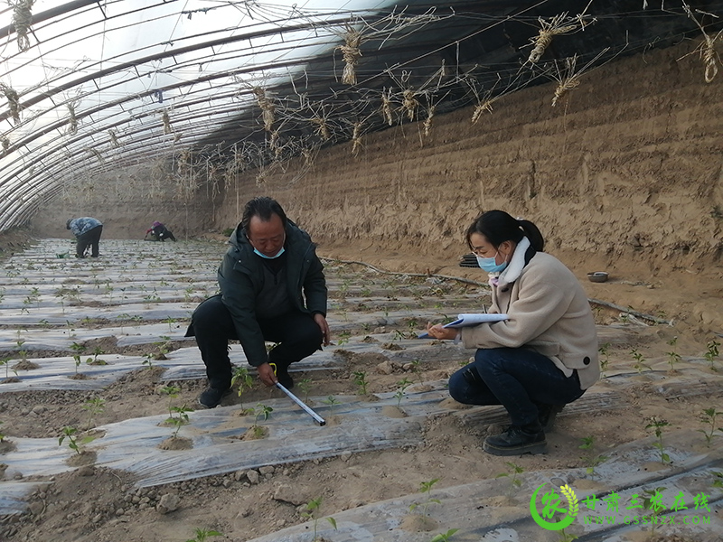 敦煌市农技中心开展温室蔬菜全生物降解地膜应用效果对比试验