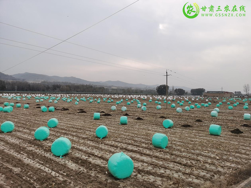 广河县坚定不移走种养循环绿色发展之路 全力培育普惠增收的牛羊主导产业