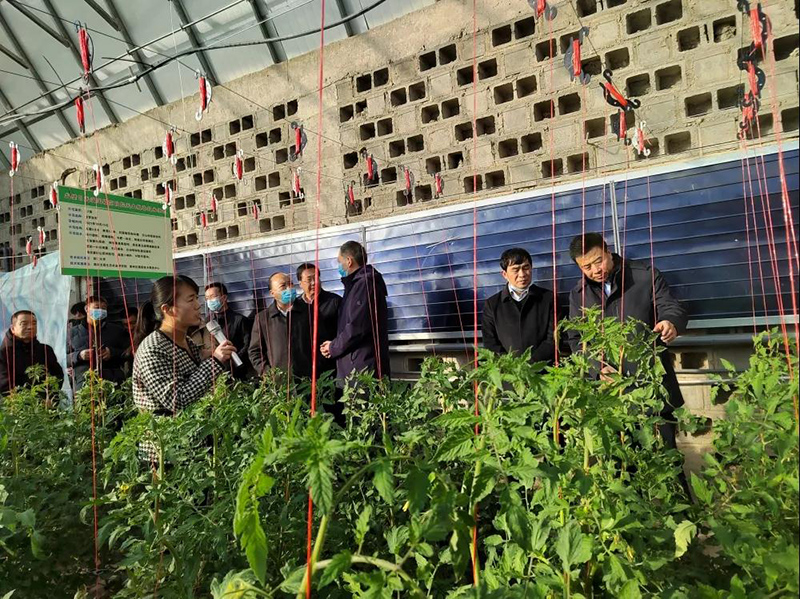 全省农作物病虫害绿色防控技术培训现场观摩会在肃州区召开