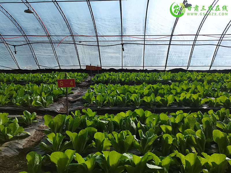 临泽县农技中心开展新型肥料试验 促进耕地质量提升