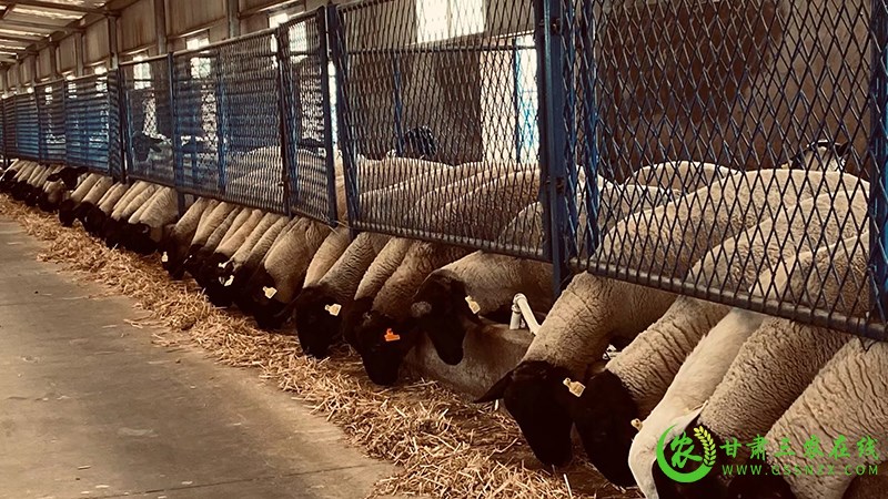 省畜牧总站突出畜牧业优势特色产业开展抓点示范取得较好成效