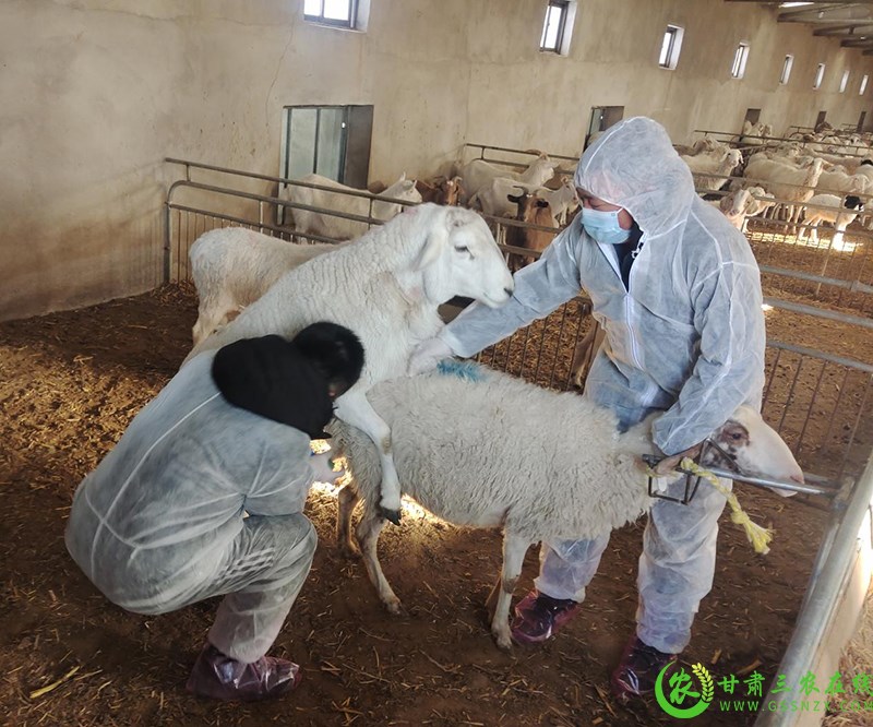 2022年畜牧优势产业靖远县肉羊抓点示范工作全面展开