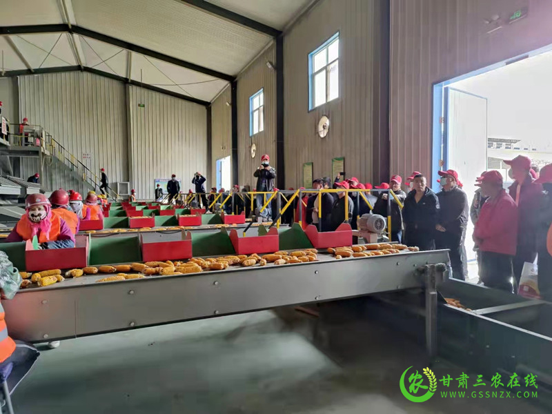 甘肃将增强龙头企业自主创新能力 提升玉米种业市场竞争力