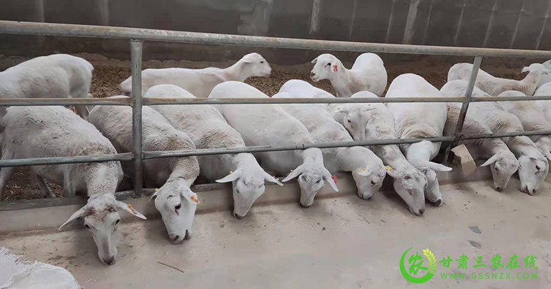 省畜牧总站开展肉羊产业抓点示范促进产业向高质量发展