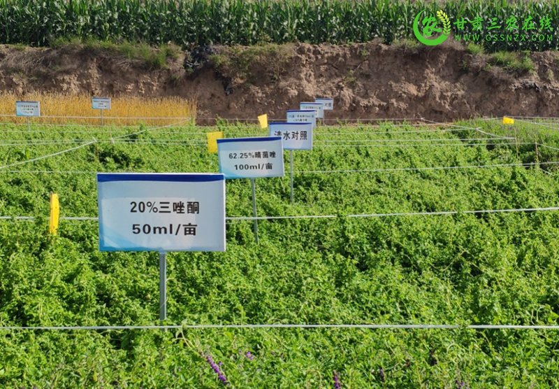 省经作站强化科技支撑确保项目顺利实施见实效