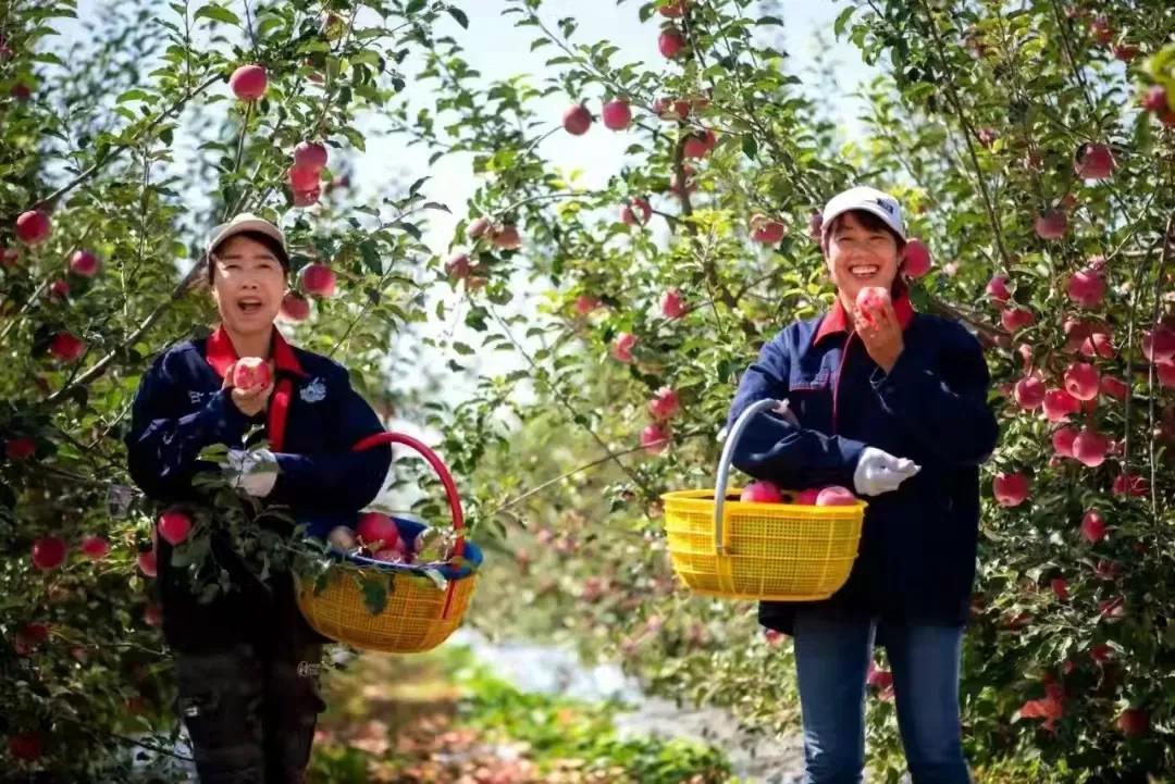 会宁县做大做强苹果产业