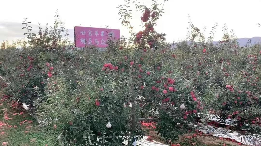 会宁县做大做强苹果产业
