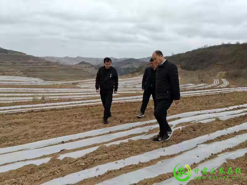 秦州区大豆玉米带状复合种植工作有序开展