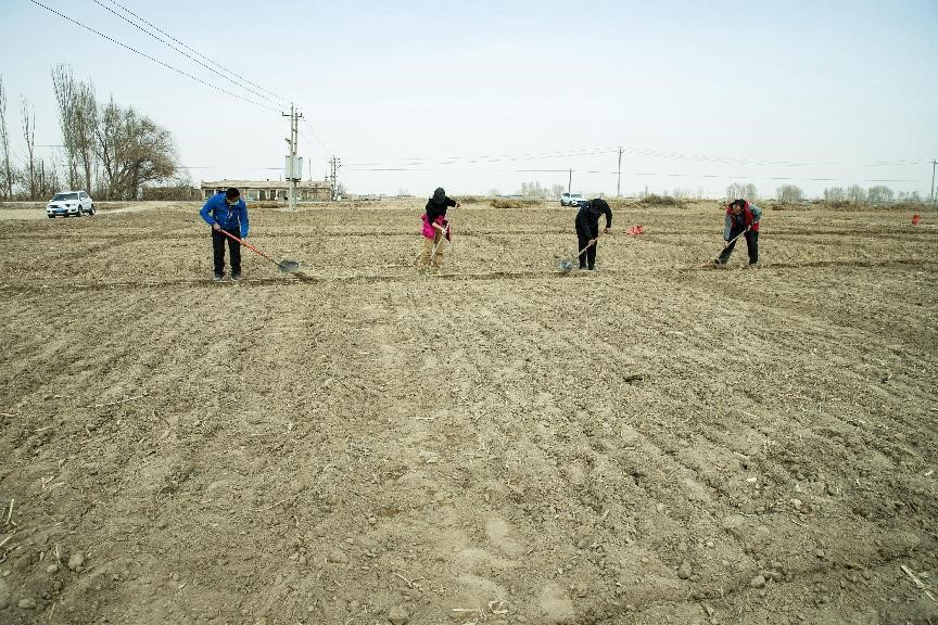 张掖市耕地质量建设管理站深入开展化肥利用率田间试验