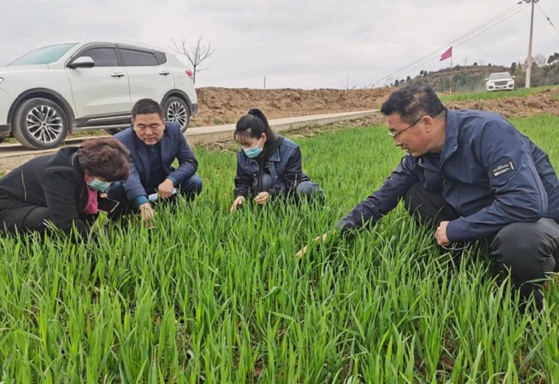 徽县：病虫防控是关键 防灾减灾保丰收
