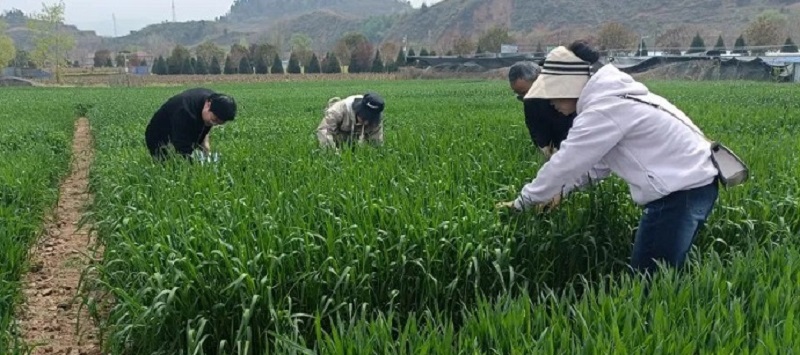 徽县：病虫防控是关键 防灾减灾保丰收