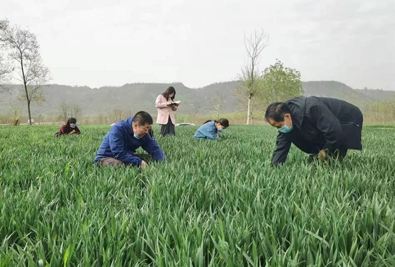 平凉市植保中心调研指导全市小麦病虫害监测防控工作