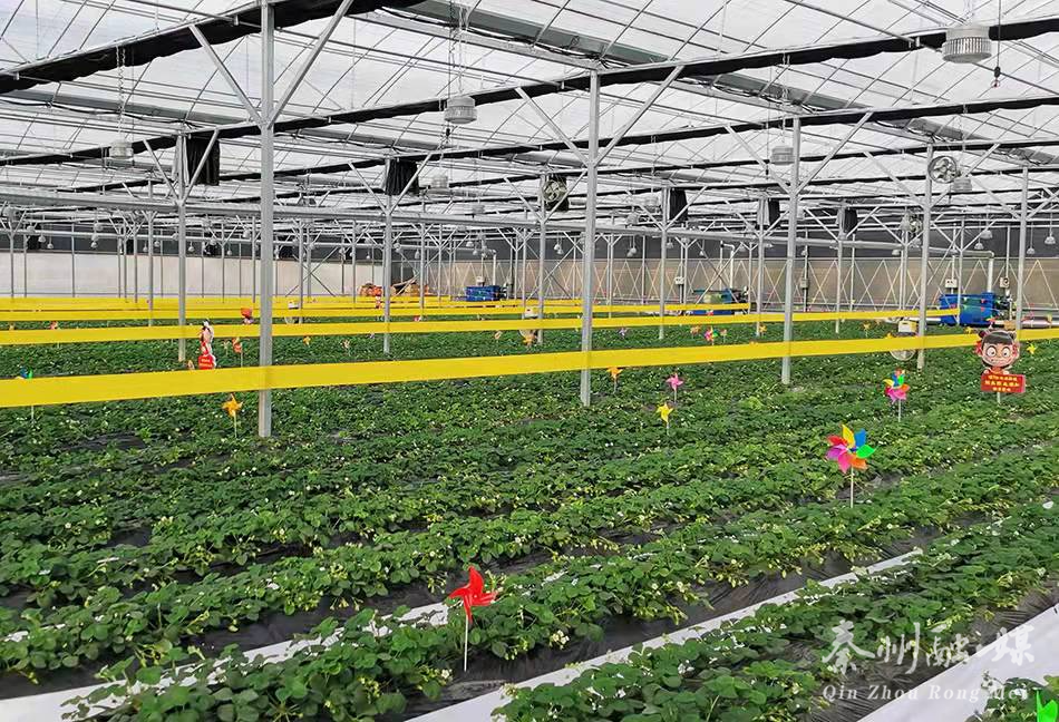 秦州区：做大做强蔬菜产业 夯实乡村振兴基础