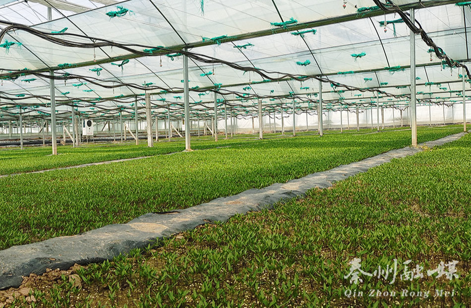 秦州区：做大做强蔬菜产业 夯实乡村振兴基础