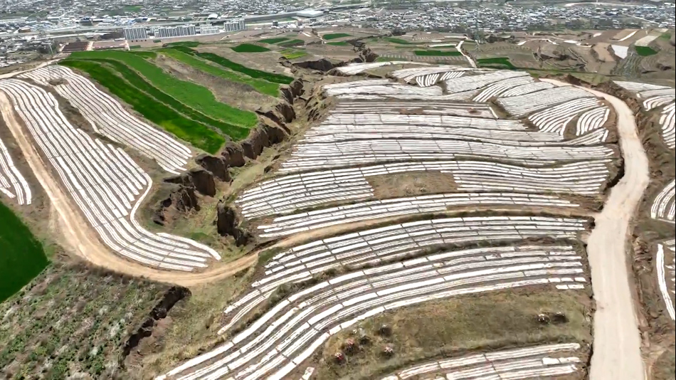 秦州区：大豆+玉米复合种植模式 助力粮食稳产增收