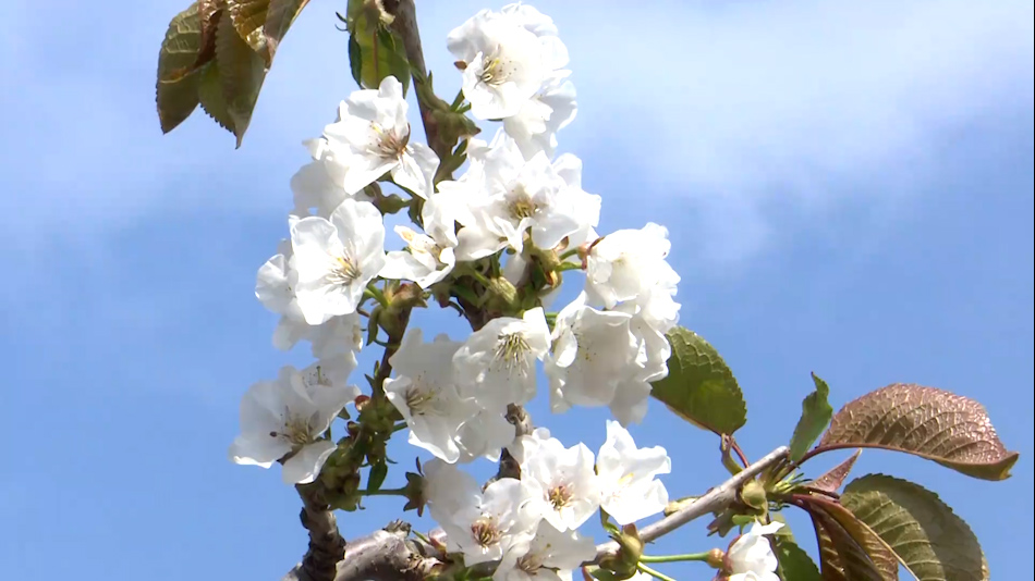 秦州区樱桃花开春正浓 花期管理正当时
