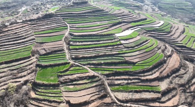 秦州区：捡起撂荒地 种下丰产粮