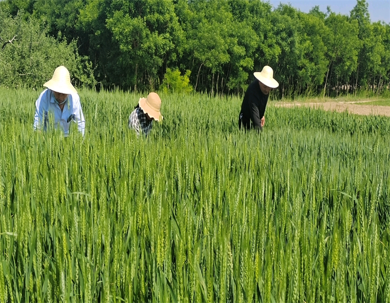 正宁县持续开展小麦病虫害监测和防控
