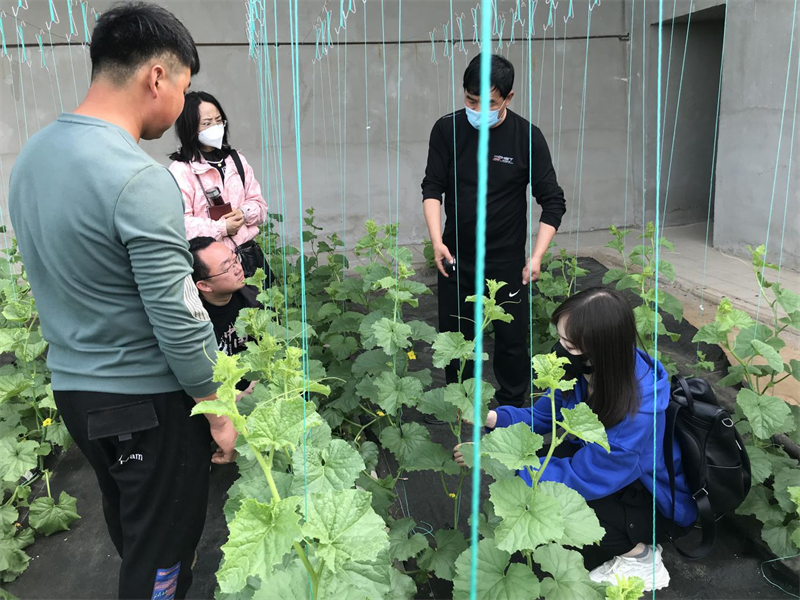 酒泉市农业技术推广服务中心分组包抓深入一线指导  奋力保障夏粮丰产丰收