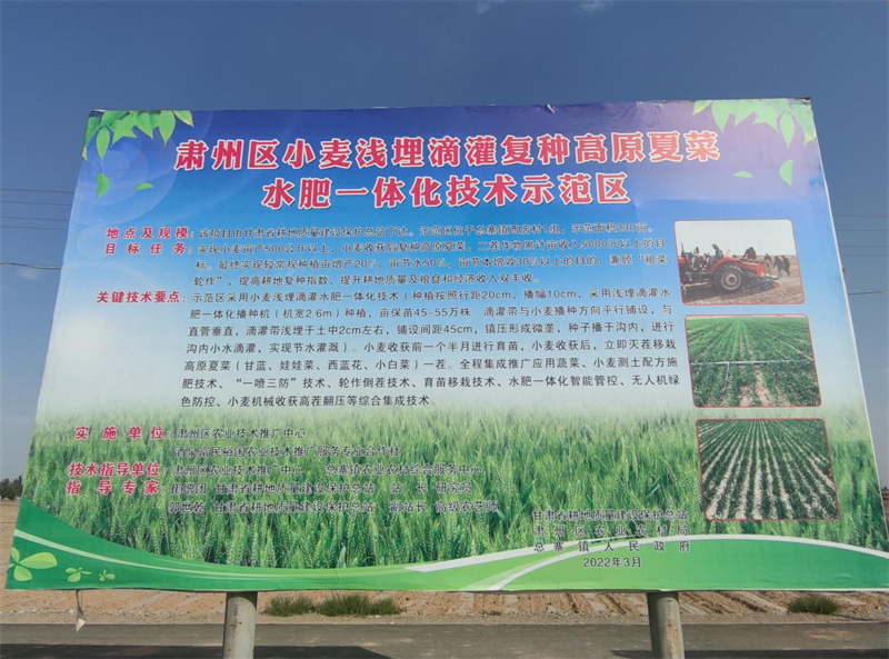 酒泉市农业技术推广服务中心分组包抓深入一线指导  奋力保障夏粮丰产丰收