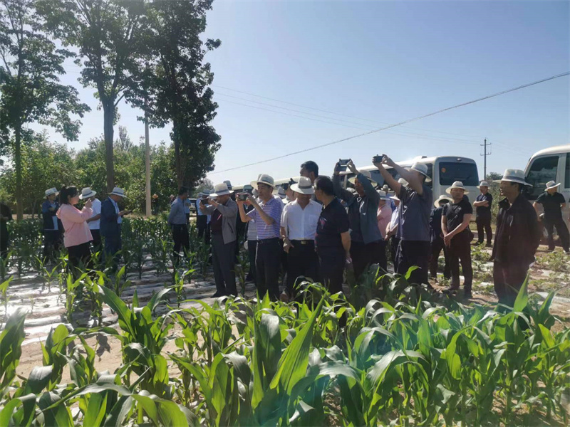 全省小麦绿色高效生产暨农技推广抓点示范现场观摩和培训交流活动在镇原县拉开序幕