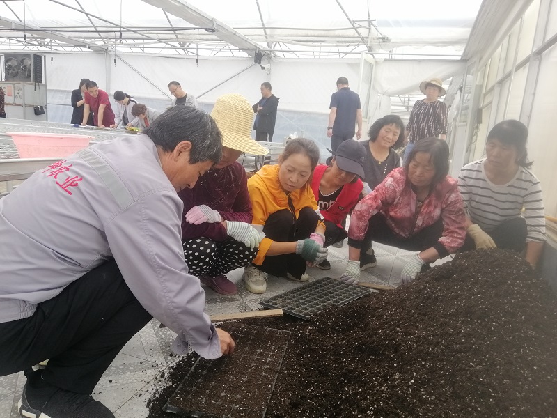 甘谷：打造蔬菜育苗基地  推动乡村产业振兴