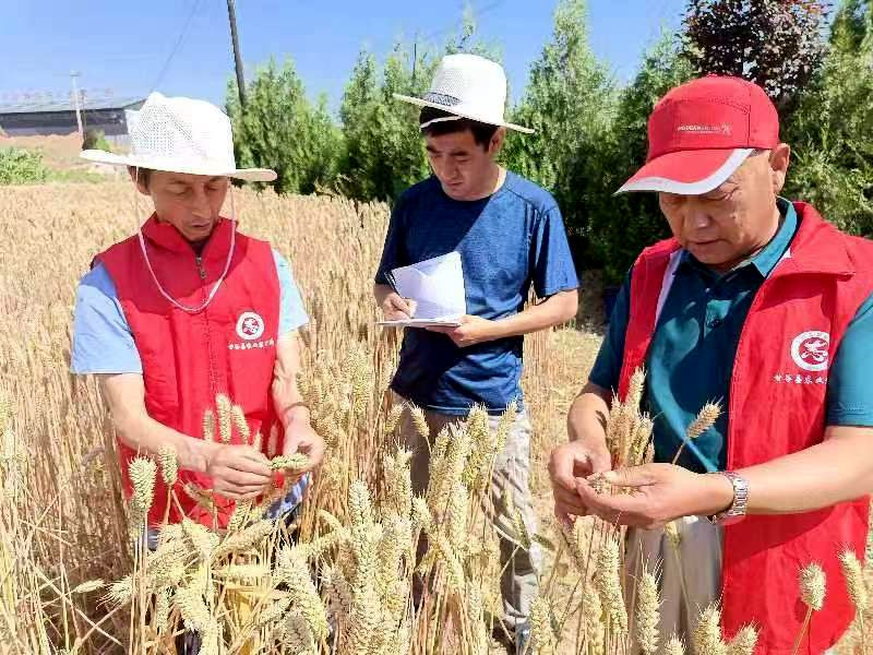 甘谷县:积极开展夏粮测产 夺取夏粮全面丰收