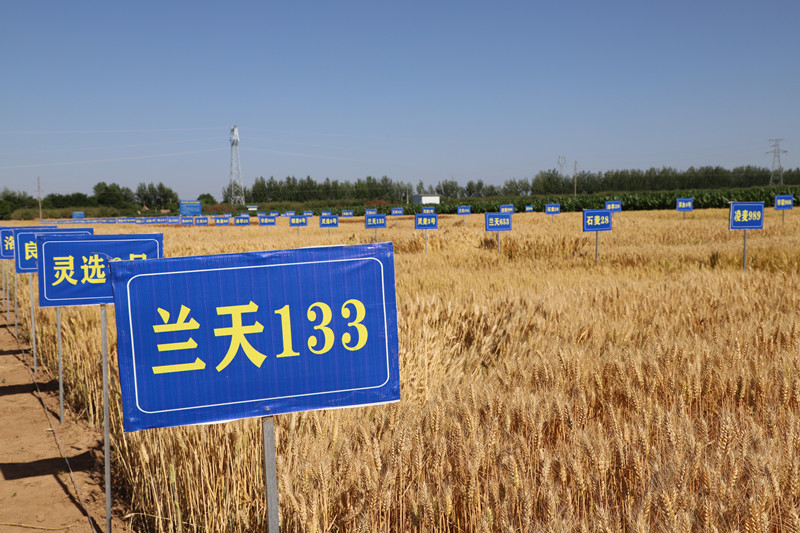灵台县精心打造22万亩冬小麦绿色高质高效生产优势区