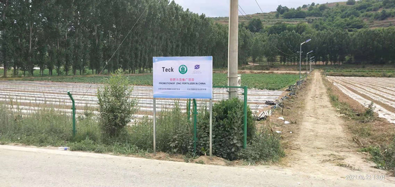 秦州区建立玉米大豆复种化肥深施增锌减肥示范带​