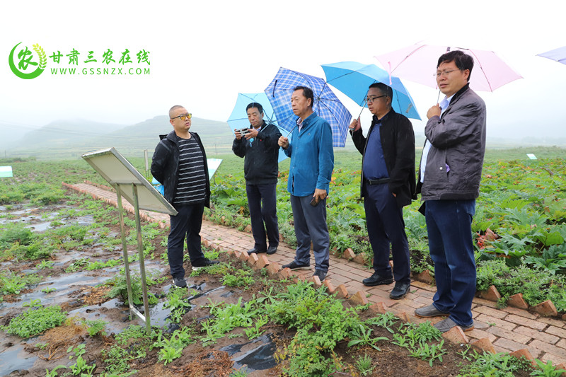 岷县在当归黄芪党参三大中药材上打造减肥示范带