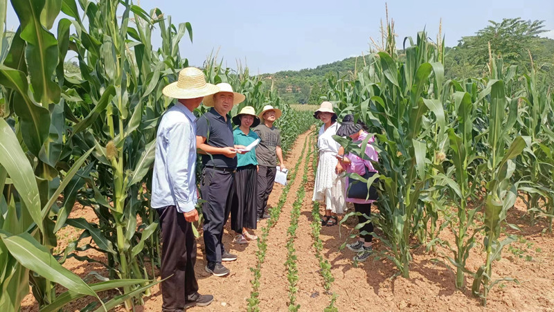 成县加强组织领导和技术指导确保绿色高效行动项目顺利完成