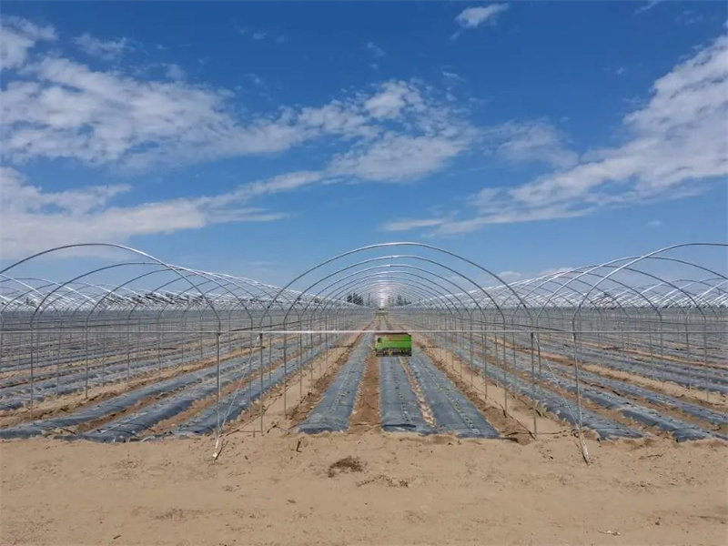蜜瓜种植基地.jpg