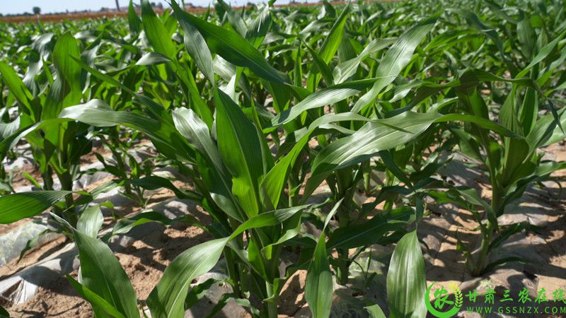 榆中县打造大豆玉米带状复合种植万亩均衡示范点