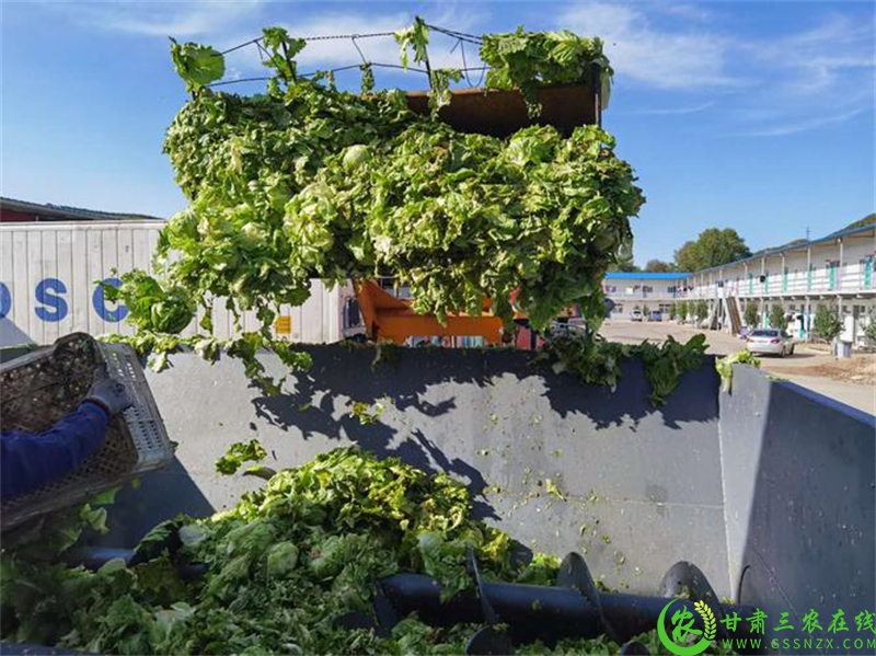 酒泉市肃州区：科学处理利用尾菜 变废为肥