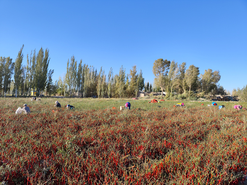 务工人员正在种植基地忙着采摘辣椒.jpg