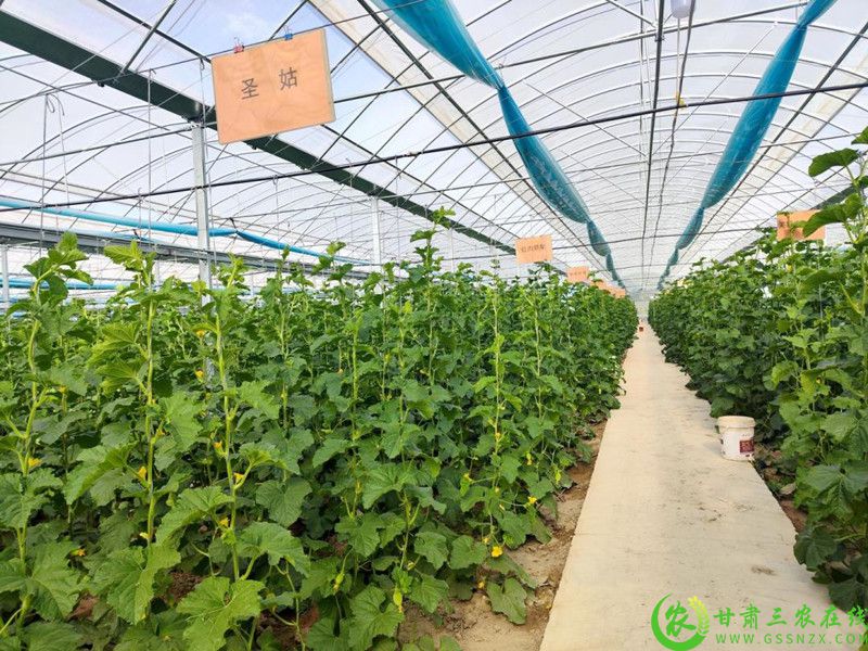 县农业技术推广中心蜜瓜种植示范园区1.jpg