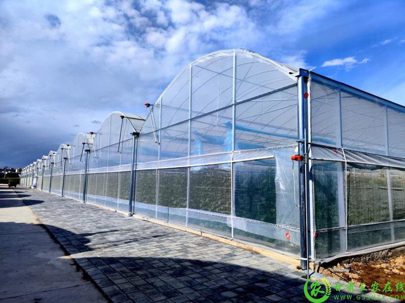县农业技术推广中心蜜瓜种植示范园区3.jpg